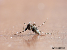 Contrastare la moltiplicazione della zanzara Tigre